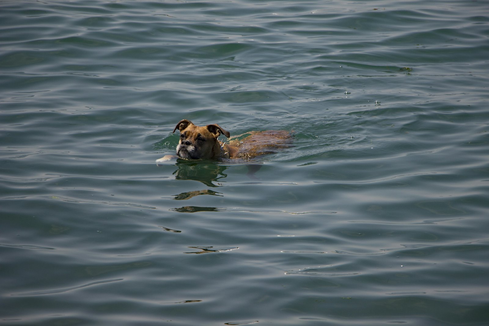Chien nageant dans la mer, tête hors de l'eau