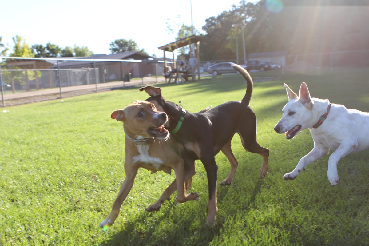Plusieurs chiens jouant ensemble sur l'herbe dans un enclos aménagé