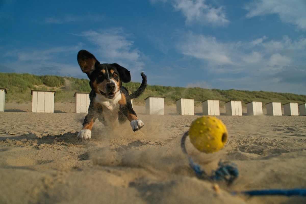 Chien en pleine course sur le sable humide au bord de l'eau