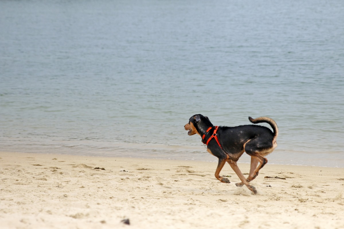 Plusieurs chiens sans laisse courant au bord de l'eau sur une plage de sable