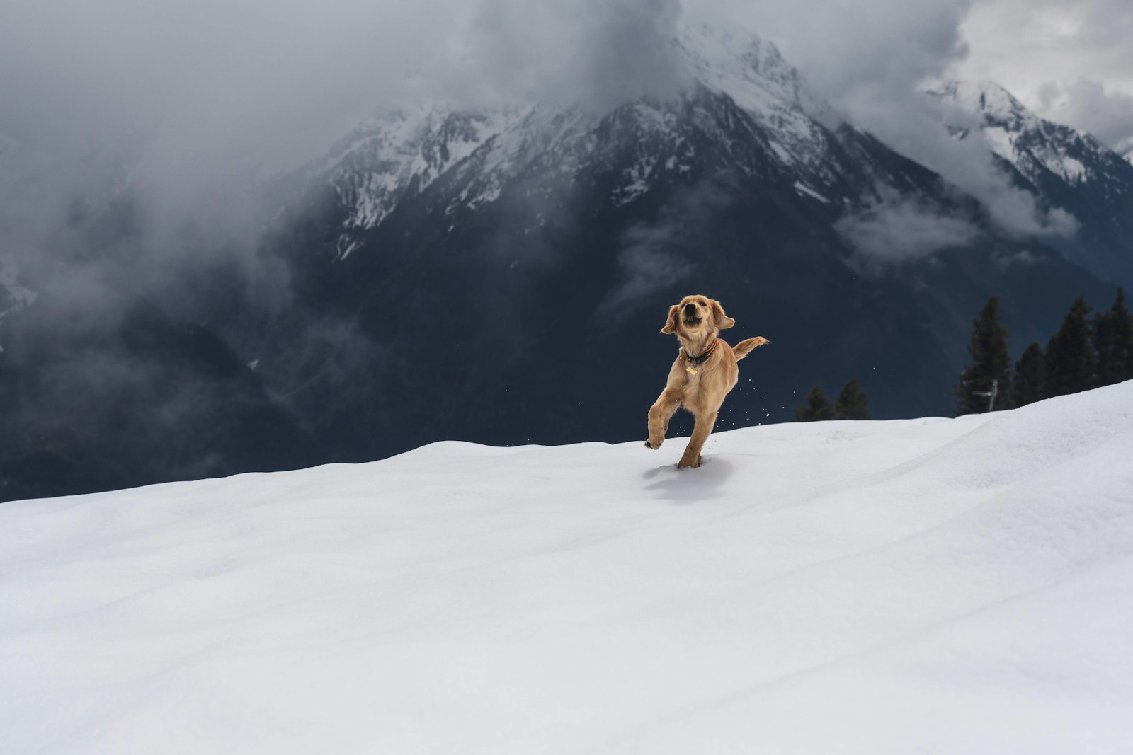 Chien dans la neige devant un panorama de montagne enneigée