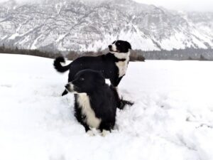 Paysage de montagne a Puy-Saint-Vincent ou les chiens sont acceptes