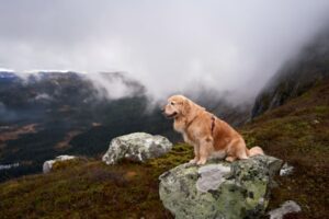 Paysage de montagne a Risoul ou les chiens sont acceptes