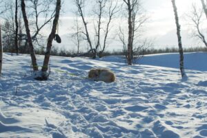 Paysage de montagne a Saint-Chaffrey ou les chiens sont acceptes