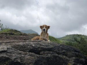 Paysage de montagne a Saint-Lary-Soulan ou les chiens sont acceptes