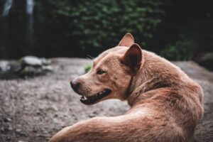 Paysage de montagne a Sainte-Engrâce ou les chiens sont acceptes