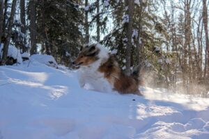 Paysage de montagne a Samoëns ou les chiens sont acceptes