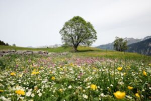 Paysage de montagne a Sarcenas ou les chiens sont acceptes