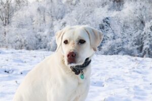 Paysage de montagne a Tignes ou les chiens sont acceptes