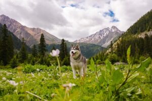 Paysage de montagne a Urdos ou les chiens sont acceptes