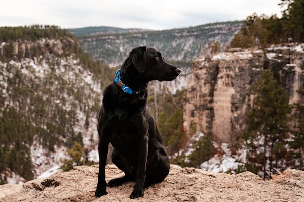 Paysage de montagne a Uvernet-Fours ou les chiens sont acceptes