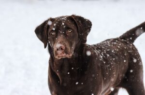 Paysage de montagne a Valloire ou les chiens sont acceptes