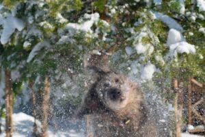 Paysage de montagne a Villard-de-Lans ou les chiens sont acceptes