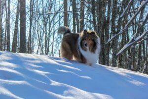 Paysage de montagne a Villard-sur-Doron ou les chiens sont acceptes