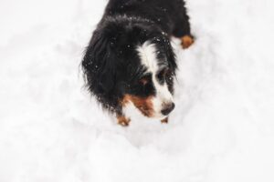 Paysage de montagne a Xonrupt-Longemer ou les chiens sont acceptes