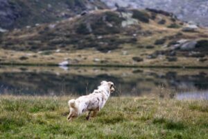 Paysage de montagne a Zonza ou les chiens sont acceptes