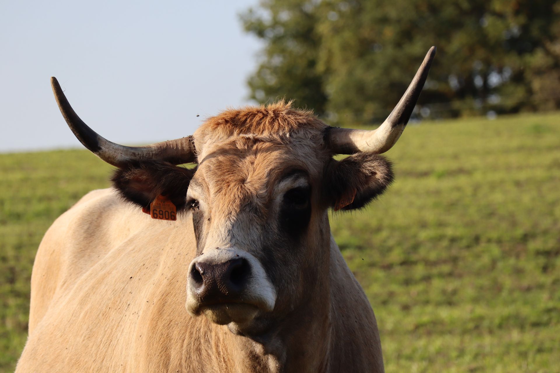 Vache de race Aubrac dans une prairie verdoyante