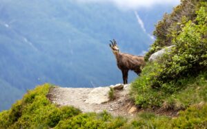 Chamois debout sur un sentier rocheux dans les Alpes