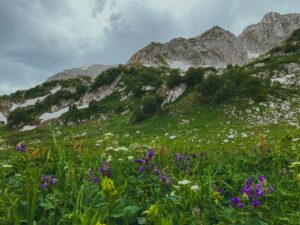 Crête calcaire au-dessus d'une prairie fleurie en été